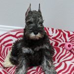 Patty Conlon Ledgerwood - @ledgerwood.patty - Instagram