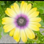 Patricia Applegate Conover - @pattyconover - Instagram