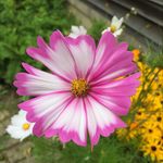 Patty - @pattycooley1942 - Instagram