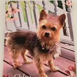 Patti Cormier - @chloegirl0725 - Instagram