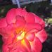 Patty Crain - Facebook