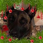 Patty Davidson - @pdcustomk9 - Instagram