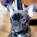 Patti Dennison - @divine_dreams_frenchbulldogs - Instagram