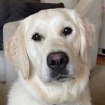 Patti Dennison Welder - @divinedreamsgoldenretrievers - Instagram