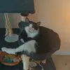 pattydevries893 - @kaas_kop_10 - TikTok