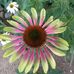 Patty Dyer - Facebook