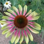 Patty Dyer - @padyer57 - Instagram