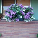 Patty Easley - Facebook
