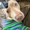 patty ferrell - @moreofmealwayslol7 - TikTok