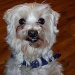 Patty Flood - @dogrulesok - Instagram