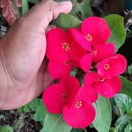 @patty.forestal - Instagram