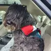 pattyfox53 - @patty_fox - TikTok