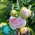 Patty Franks - @pkfranks1973 - Instagram