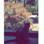 Patricia Patty Friday - @patty_the_cat_ - Instagram