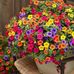 Patti Funk - Facebook
