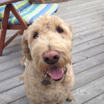 Patty Gilbert - @patty1604 - Instagram