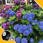 Patty Neill Goodman - @pattyneillgoodman - Instagram