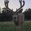 Countrygirl - @patty.griffin11 - TikTok