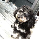 Patty Griffin - @pattygriffinthepoodle - Instagram