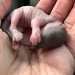 Patty Hamm - @miss_daisy_the_squirrel - Instagram