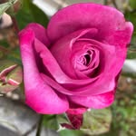Patty Cash-Henning - @cashhenning - Instagram