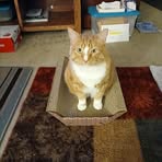 Patty Higgins - Facebook