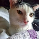 Patty Higgins - @vanhiggns - Instagram