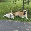 Patti Hodges - @patti.hodges - TikTok