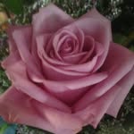 Patty Carpentier Kenney - @kenomed - Instagram