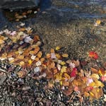 Patty Grillo Kenyon - @fortkenyon - Instagram