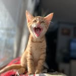 Patty Knapp - @1turtlecove - Instagram