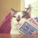 Patty Lamb - @lambjambs - Instagram