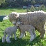 Patty Lamb - @mamalambnc - Instagram