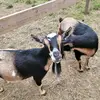 pattylockhart577 - @mama3nana4brats - TikTok