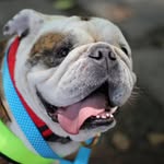 Patty Munoz - @patty_bulldoguera_mx - Instagram
