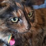 Patricia Oakley - @pattyoakley67 - Instagram