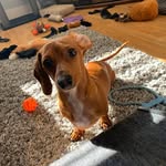 Patti Gillie-Oswald - @gustheminiweiner - Instagram