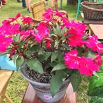 Patty Parker - @pattysrq - Instagram