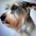 Patty Parsons Schwent - @parsonsschwent - Instagram