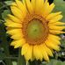 Patty Rowley - Facebook