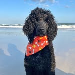Patty Ruff - @lazydogs2023 - Instagram