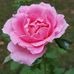Patty Dilbeck Rule - Facebook
