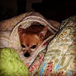 Patty Rule - @craftypatticakes - Instagram