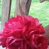 Patti Rutter - @pattirutter4 - TikTok