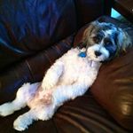 Patty Schmidt - @patty7937 - Instagram