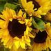 Patty Schmitz - Facebook