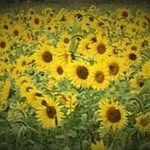 Patti Sears - @patti.sears.88 - Instagram