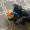 pattysears - @pattysears - TikTok