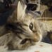 Patty Shaffer - Facebook