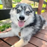 Erin Sullivan - @patty_mowgli_shenzi - Instagram